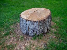 Best Tree Cabling and Bracing  in Ruidoso Downs, NM